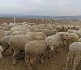 Hayvan pazarları kapatıldı