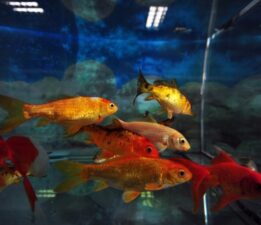 Bursa’nın içme suyu, balıklar tarafından test ediliyor