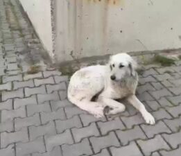 Köpeğe işkence!