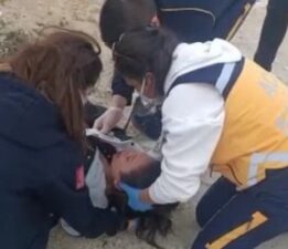 Başıboş köpekler kıza saldırdı