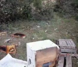 Bursa’da aç kalan ayı arı kovanlarını parçaladı