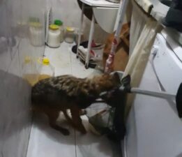 Bursa’da yaralı tilki bir eve sığındı