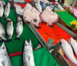 Marmara Denizi’nde balık türü azaldı!