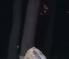 Bursa’da aç kalan domuzlar şehir merkezine indi