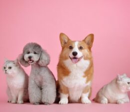 Bursa’da hayvan otelleri doldu taştı