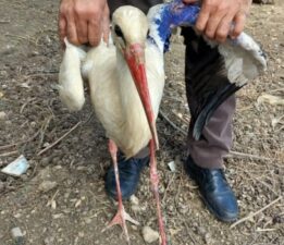 Yaralı halde bulunan leylek, tedavi altına alındı