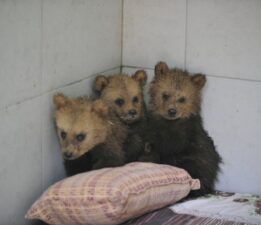 Sevimli ayılar Bursa’da barınağın yeni maskotları oldu