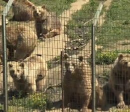 Bursa’da ayılara ayrıcalık!