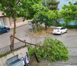 Bursa’da ağaca yıldırım düştü