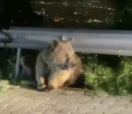 Bursa’da yabani hayvanlar şehir merkezine indi