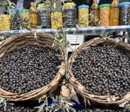 Gemlik zeytinine Avrupa Birliği tescili