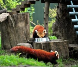 Bursa’ya Macaristan’dan kızıl panda getirildi