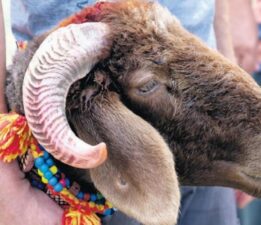 Kurban Bayramı için hazırlıklar başladı