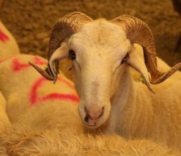 Kurbanlıkların fiyatı bu sene ne kadar olacak?