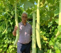 Bursa’da binin üzerinde mucizevi bitki üretiliyor