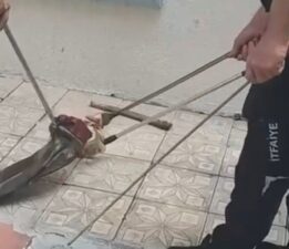 Bursa’da yılan korkulu anlar yaşattı