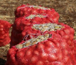 Soğan tarlada 4 liraya kadar düştü