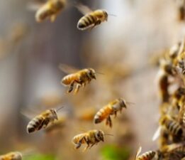 Genetiği değiştirilerek sıcağa dayanıklı arı üretildi