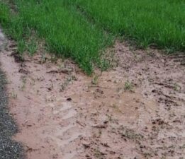 Sağanak tarım arazilerini vurdu