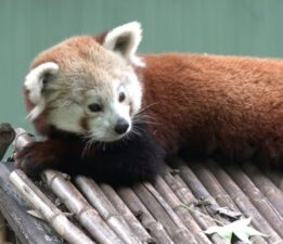 Bursa’ya getirilen kızıl pandanın keyfi yerinde