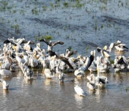 Bursa Uluabat Gölü’nde ak pelikanların banyo keyfi