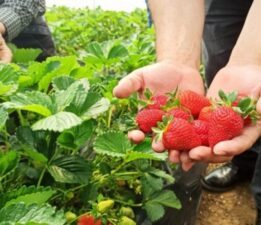 Mahmudiye’de çilek hasadı sancılı başladı