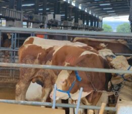 Kurban bayramı öncesi şap şoku!