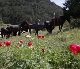 Şakayık bitkisini koparmanın cezası 244 bin lira