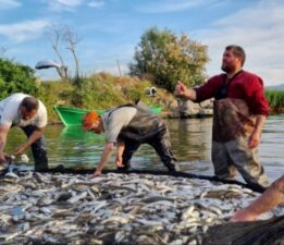 İznik Gölü’nde balık bolluğu yaşanıyor