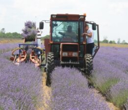 Lavanta yağının kilosu bin 300 liradan satılıyor