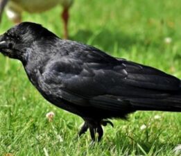 ÖNÜNE KESİK PARMAKLAR DÜŞTÜ