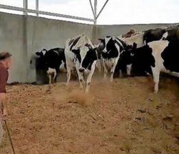 28 ineği çalıp başkasına sattı!