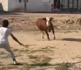 Kurbanlık boğa ortalığı birbirine kattı