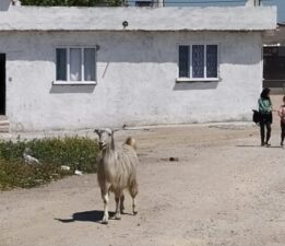 Yasak olmasına rağmen kamusal alanda kurban kestiler
