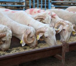 Kurbanlık fiyatları ne kadar ?