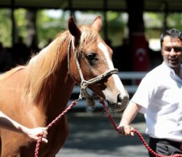 Bursa’da TİGEM 10 milyon 480 Tl’ye satıldılar