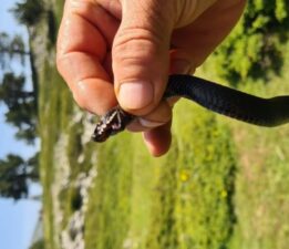 Mantar ararken zehirli Baran engereği buldu