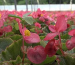 900 rakımda üretilen süs bitkileri daha uzun ömürlü oluyor