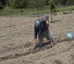 Havaların geç ısınması fide ekimini geciktirdi