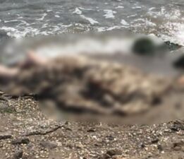 Deniz kenarında erkek cesedi bulundu!