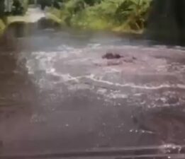 Fabrikaların zehirli atıkları armut bahçelerine aktı