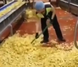 Cips fabrikasında mide bulandıran görüntü