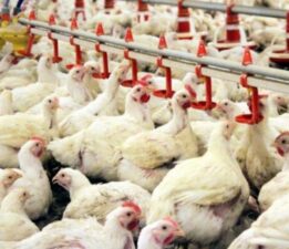 Çin’de binlerce tavuk sıcaktan telef oldu