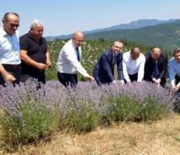 Lavanta hasadı başladı