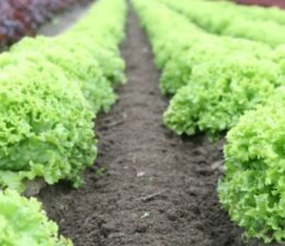 Pazarın zam şampiyonu belli oldu