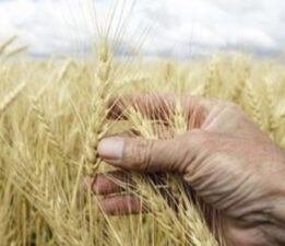 Açlığı önleyecek programa finansman yok