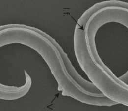 Buz Devri’ne ait solucanlar 46 bin yıl sonra yeniden canlandı