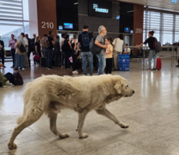 Sabiha Gökçen’de tepki çeken manzara!