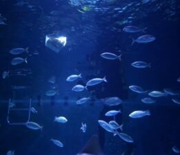 Suyun dışında da yaşayabilen yeni bir balık türü keşfedildi