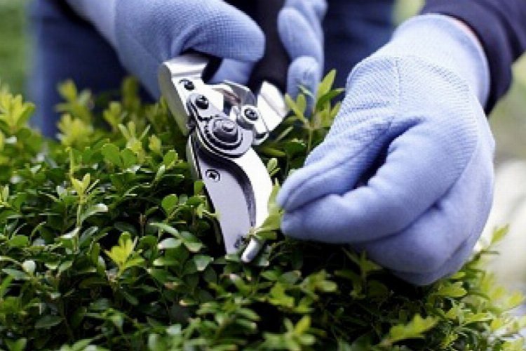 TÜİK son verileri açıkladı… Hizmet sektöründe ‘Peyzaj’ revaçta